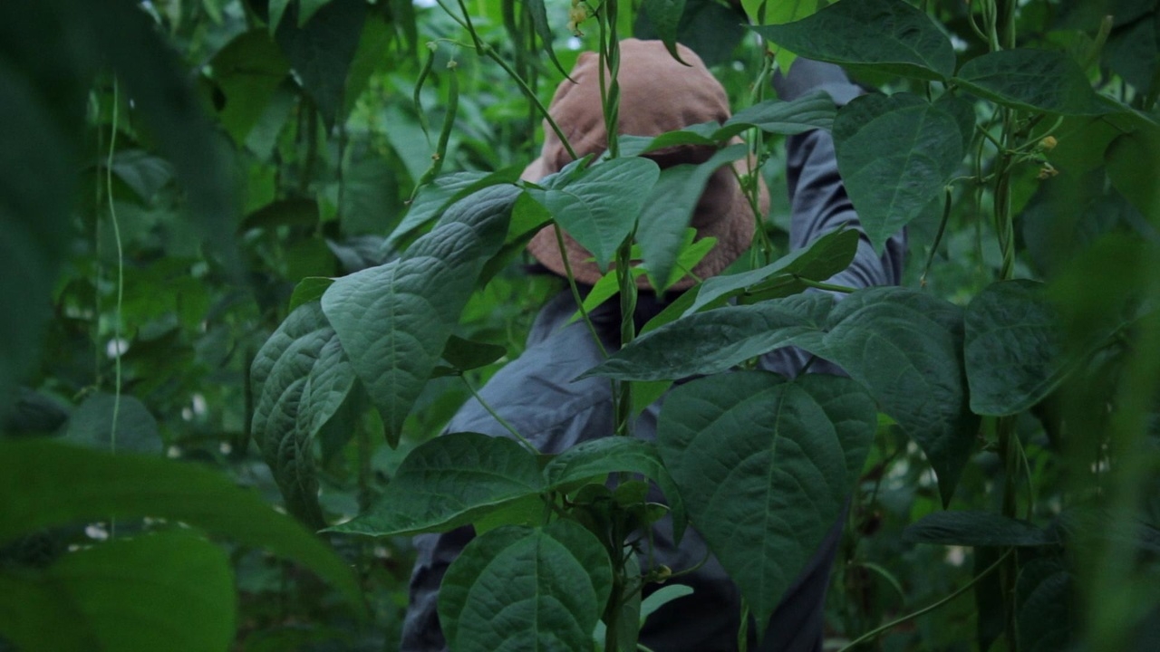 Fotograma de La casa de plástico de Alison Chhorn.
