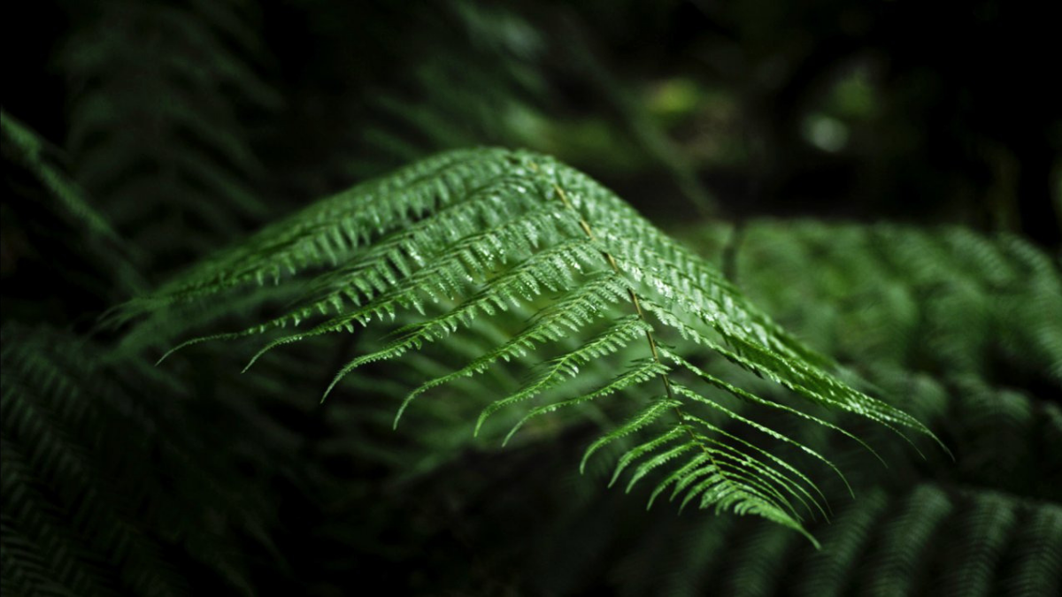 Fotograma de la película «Sycorax» de Lois Patiño y Matías Piñeiro.